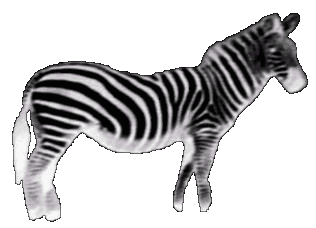 Zebra Logo